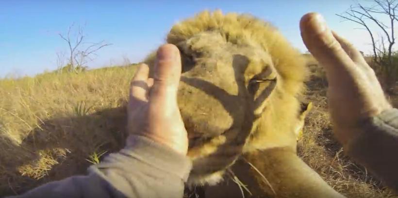 VIDEO! Relaţia dintre lei şi om nu a fost NICIODATĂ mai apropiată 18556892