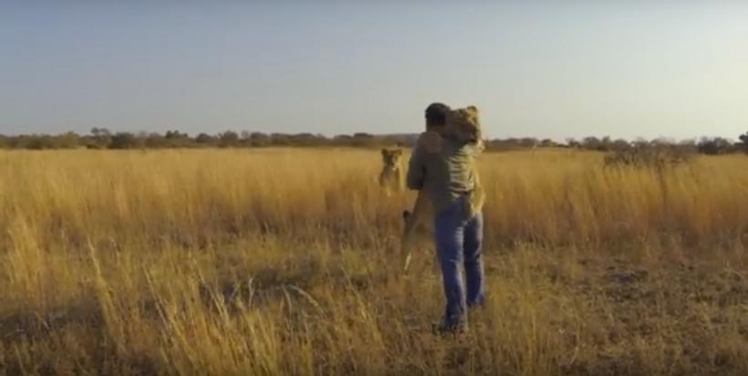 VIDEO! Relaţia dintre lei şi om nu a fost NICIODATĂ mai apropiată 18556893