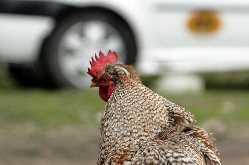 Focar de gripă aviară în apropierea graniiţei de vest a României