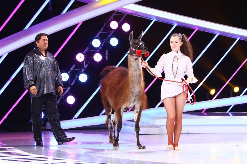 Next Star. O lamă, animalul de companie al unei concurente  18557969