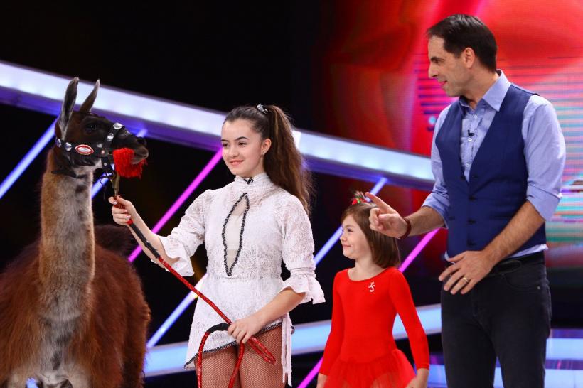 Next Star. O lamă, animalul de companie al unei concurente  18557971