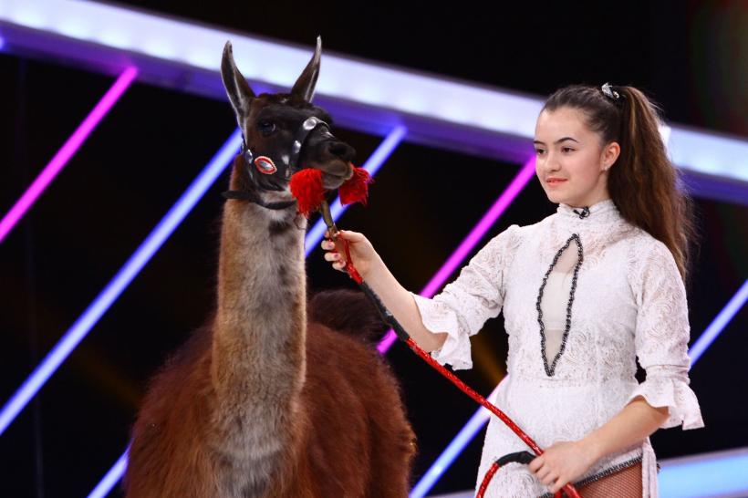 Next Star. O lamă, animalul de companie al unei concurente  18557973