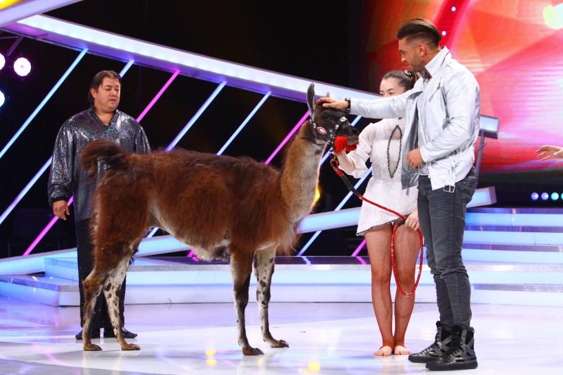 Next Star. O lamă, animalul de companie al unei concurente  18557974