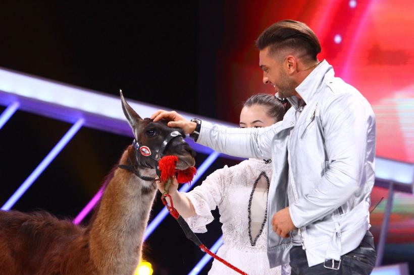 Next Star. O lamă, animalul de companie al unei concurente  18557975