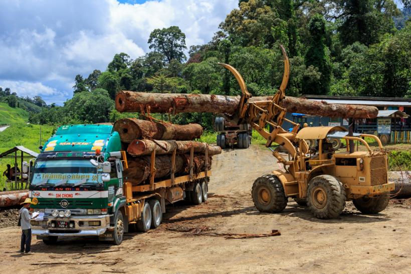 Greenpeace România sesizează DIICOT după identificarea unui număr de 35 de transporturi ilegale de lemn, în Gorj