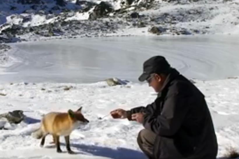VIDEO - O vulpe care trăieşte lângă lacul Bucura îi uimeşte pe turişti