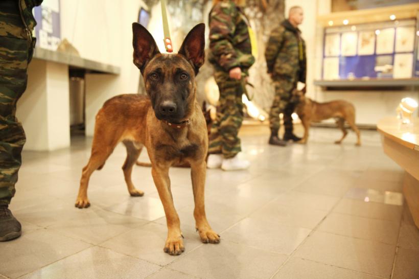 Armata secretă de câini clonați a președintelui Putin, gata de atac în Siberia