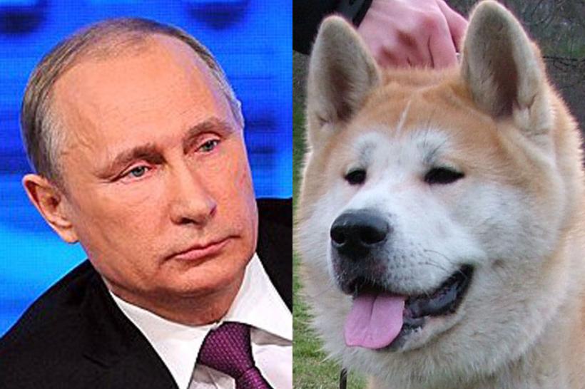 Tokyo vrea să-i dăruiască lui Vladimir Putin un câine din rasa Akita Inu