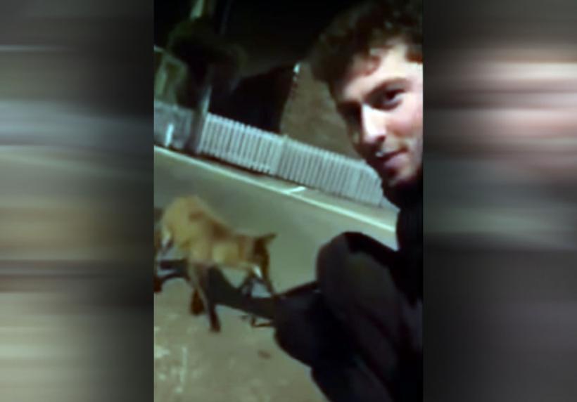 VIDEO - O vulpe ține morțiș să se împietenească cu un om