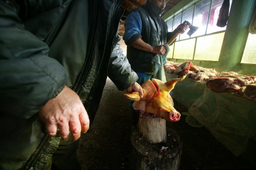 Cluj: Zece cazuri de trichineloză, depistate la porci sacrificaţi în gospodării