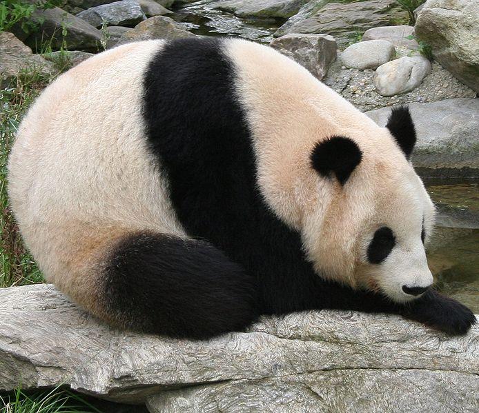 A murit ursul panda Long Hui, tatăl celor doi pui gemeni născuţi în august la Viena 