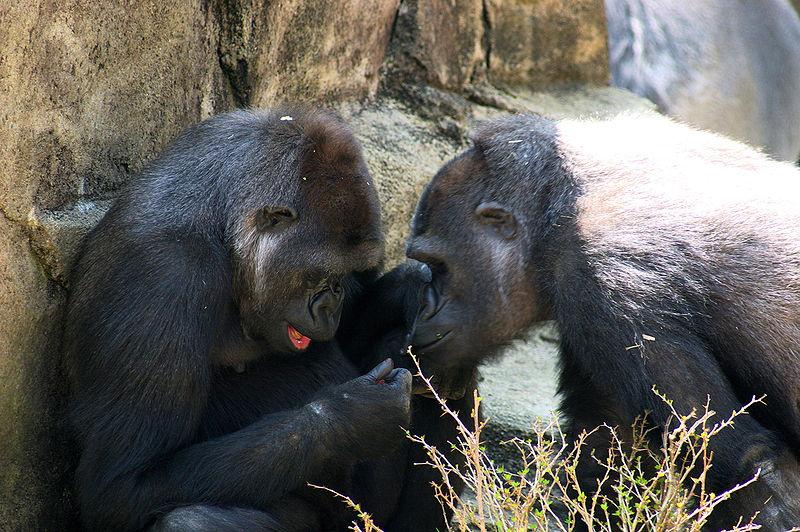 Oamenii de ştiinţă au descoperit de ce nu vorbesc maimuţele