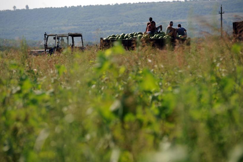 Premieră în România, fermierii îşi pot asigura culturile pentru toate riscurile climatice