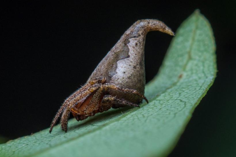 Un păianjen descoperit în India care seamănă cu Jobenul magic din Harry Potter, numit Eriovixia Gryffindori