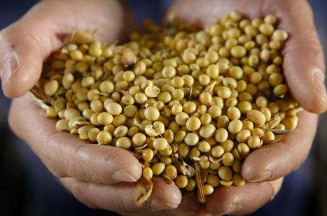 Un tribunal european a aprobat comercializarea de produse cu soia modificată genetic
