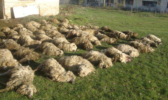 Timiș - Animalele sălbatice au dat iama într-o turmă de oi. 80 de animale au fost ucise