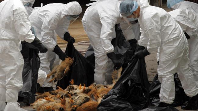 Virusul gripei aviare, la două ferme din Germania 
