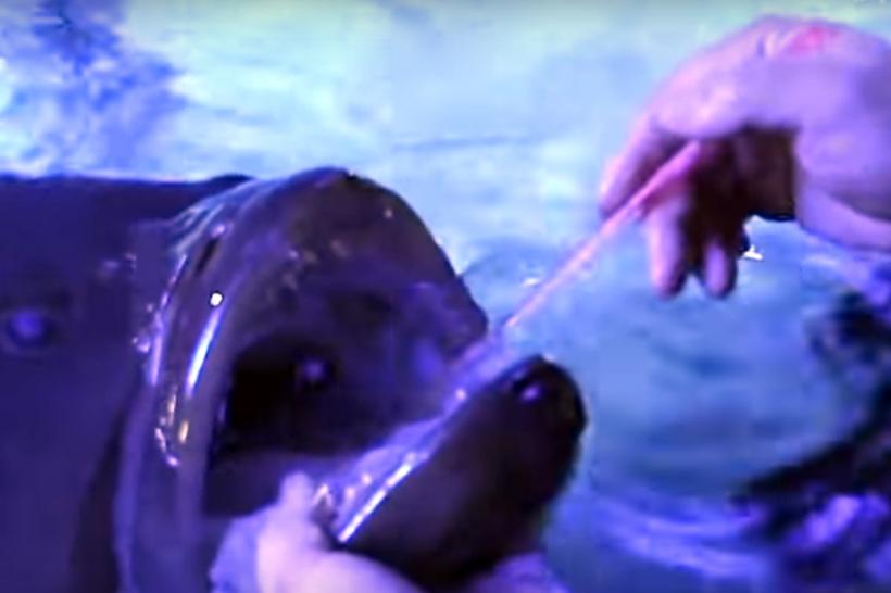 VIDEO - Un peşte prietenos de la un acvariu din Japonia îl lasă pe îngrijitor să-i spele dinţii