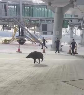 VIDEO! Un porc mistreţ a creat haos pe un aeroport