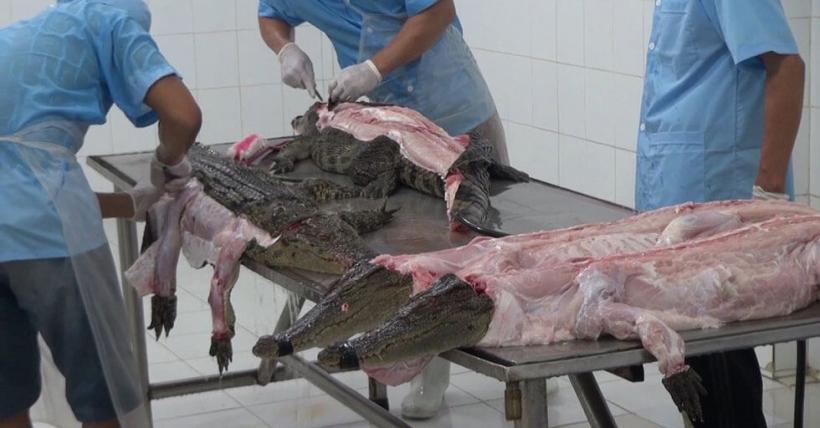 PETA denunţă moartea violentă a crocodililor pentru confecţionarea de genţi Louis Vuitton