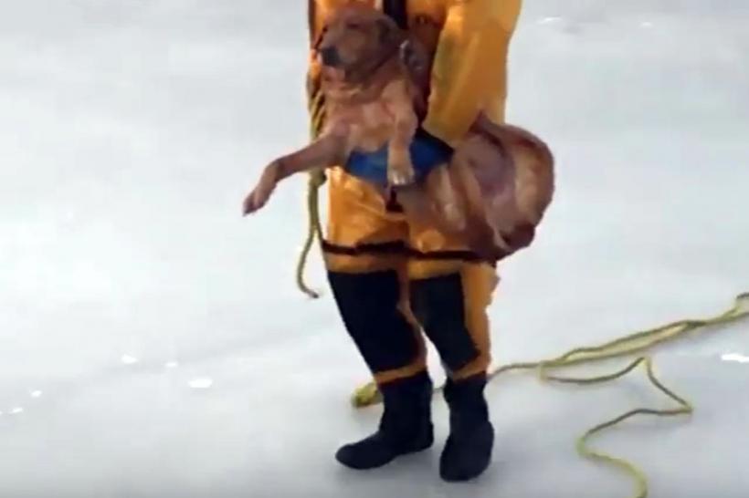 VIDEO - Pompierii au salvat un câine dintr-un lac înghețat din Michigan