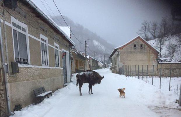 Un zimbru din Armeniş se plimbă pe uliţele satului