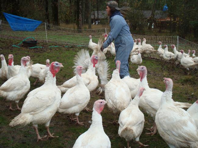Gripă aviară în Bulgaria. 55 de ferme sunt afectate