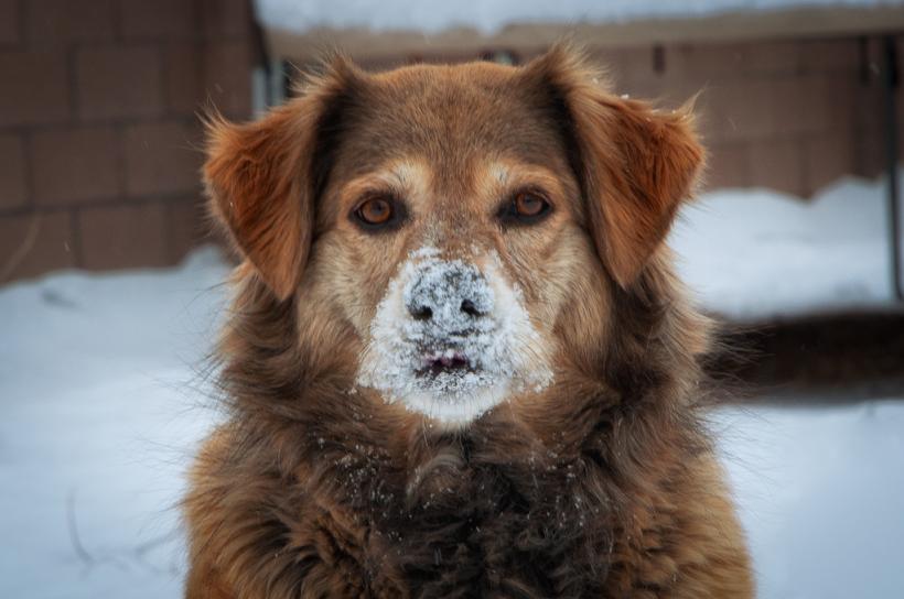 Zăpada cu gust de jambon a scos din minți câinii dintr-o localitate slovenă