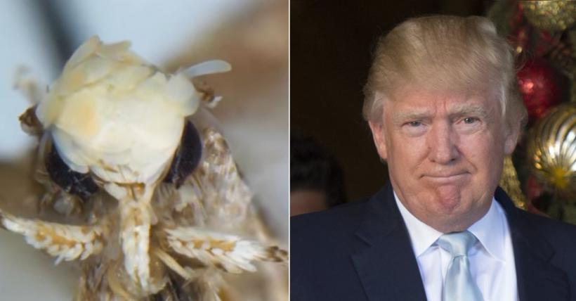 O specie nouă de molie a primit oficial numele noului preşedinte american, Donald Trump