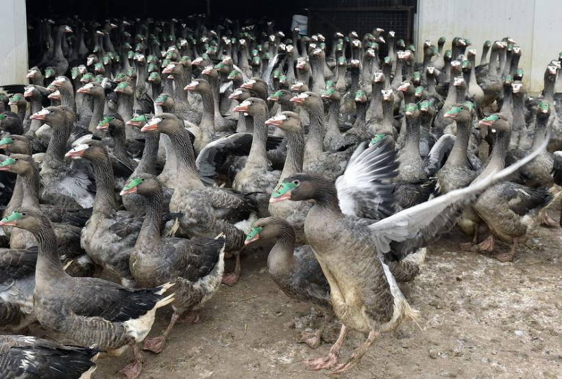Ungaria: Gripa aviară a dublat preţul la foie gras