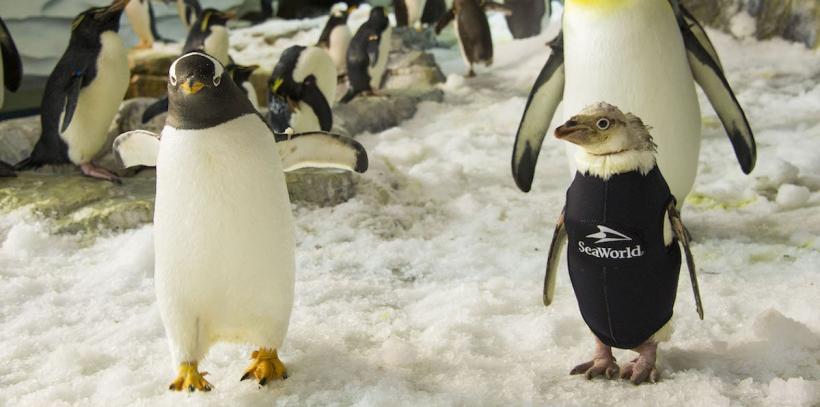 VIDEO - Un pinguin din parcul SeaWorld şi-a recapătat penele datorită unui costum termic