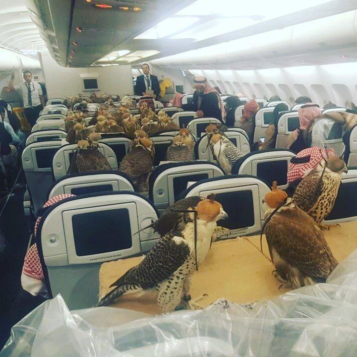 Un prinţ saudit a cumpărat 80 de bilete de avion pentru şoimii săi
