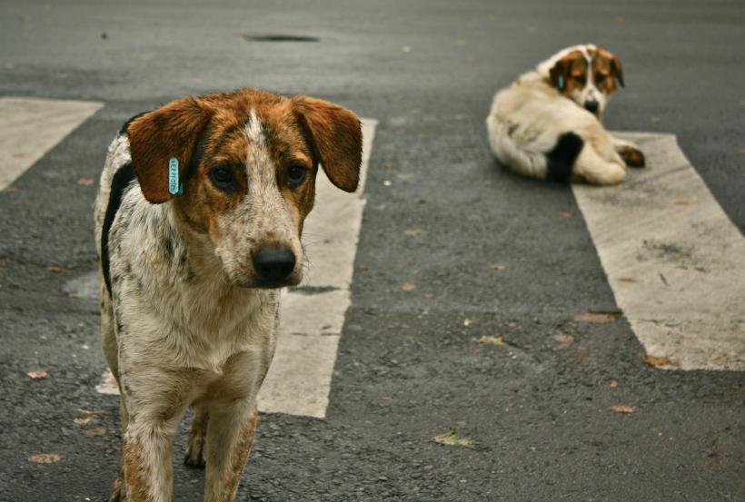 Taiwan, a doua ţară din Asia care interzice eutanasierea animalelor fără stăpân