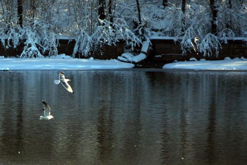 Constanţa: Suspiciune de gripă aviară în două gospodării ţărăneşti de pe malul Dunării