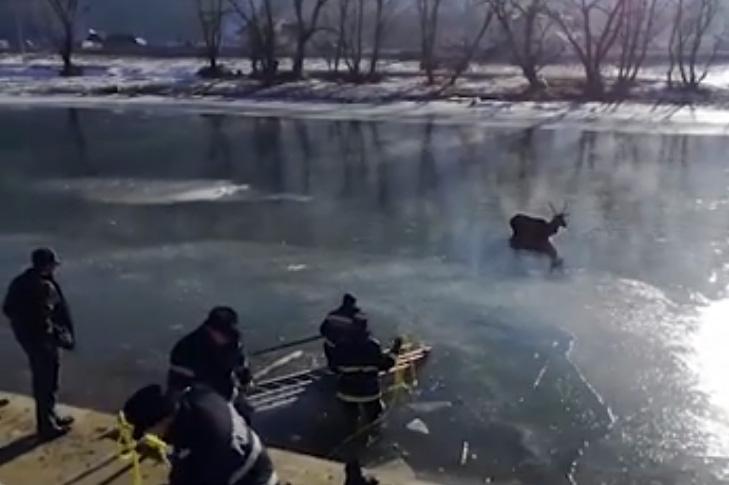 VIDEO - Cerb salvat din apa îngheţată a râului Bistriţa de pompierii militari