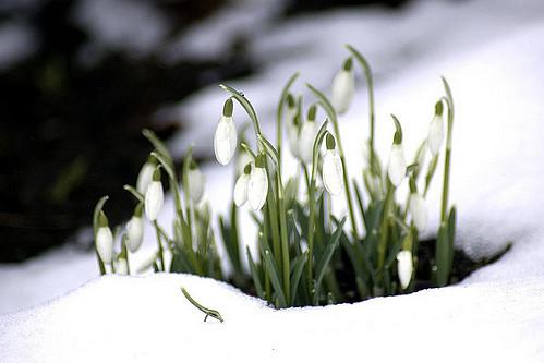 Prognoza meteo pentru perioada 13-26 februarie. Vremea începe să se încălzească