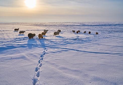 Iarna extremă, cu temperaturi de minus 50 de grade, a decimat şeptelul nomazilor din Mongolia
