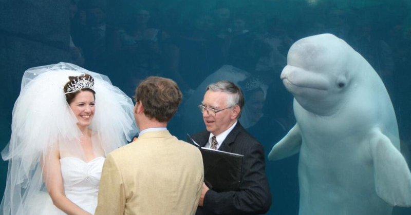 O balenă albă curioasă a eclipsat o mireasă în ziua nunţii apărând în fotografiile din timpul ceremoniei religioase