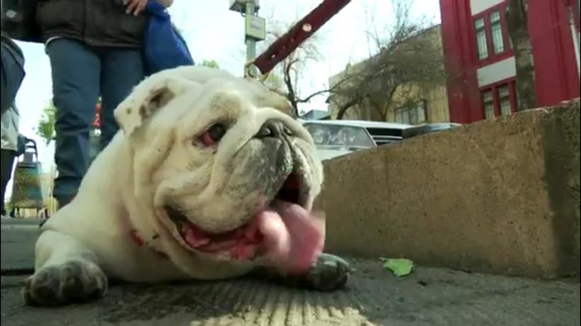 VIDEO - Sute de câini din rasa Bulldog au defilat în Mexic în încercarea de a intra în Cartea Recordurilor