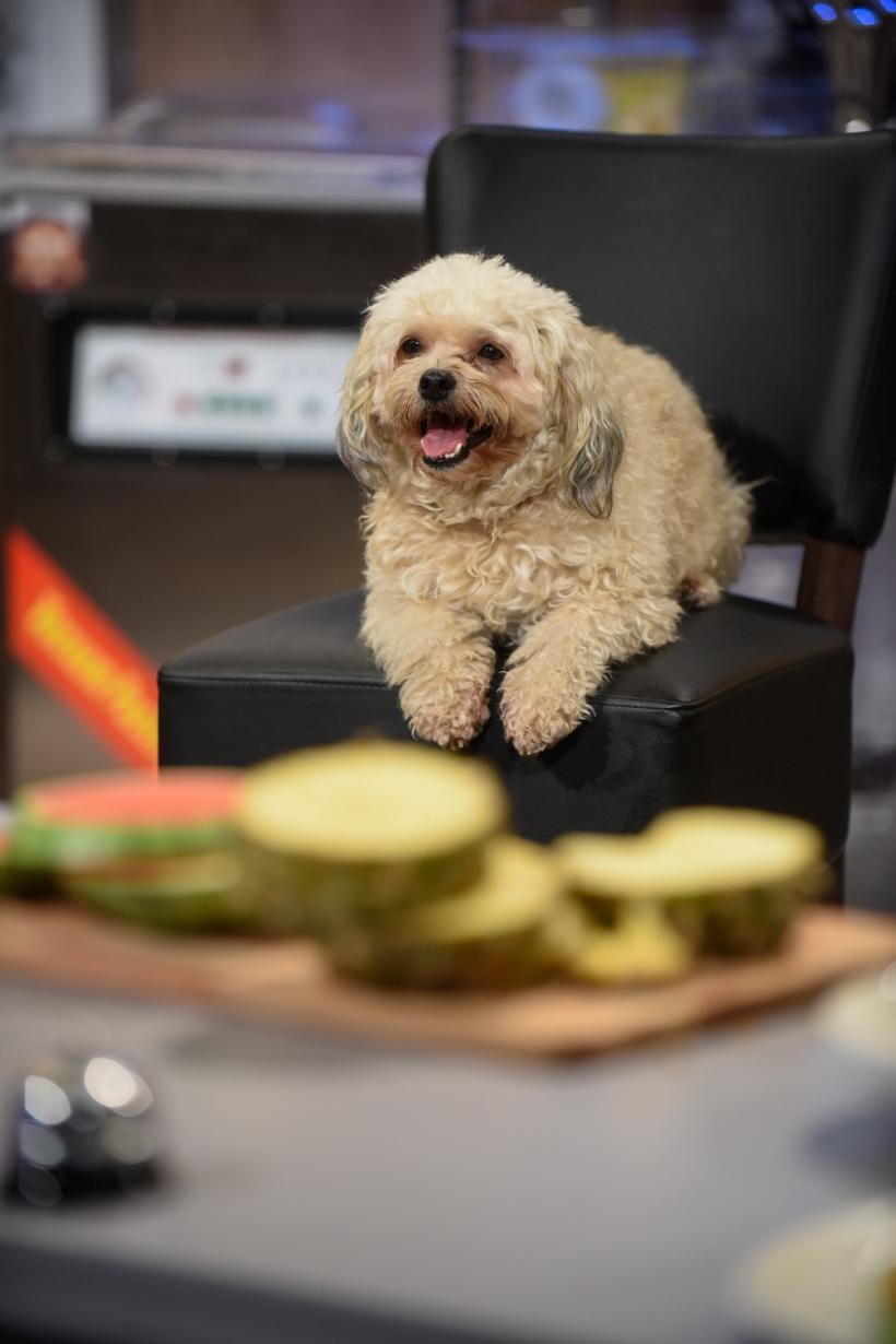 „Chefi la cuțite”, un nou record de audiență! Marți de la 20.30, personaje de poveste vin în fața juraților 18568645