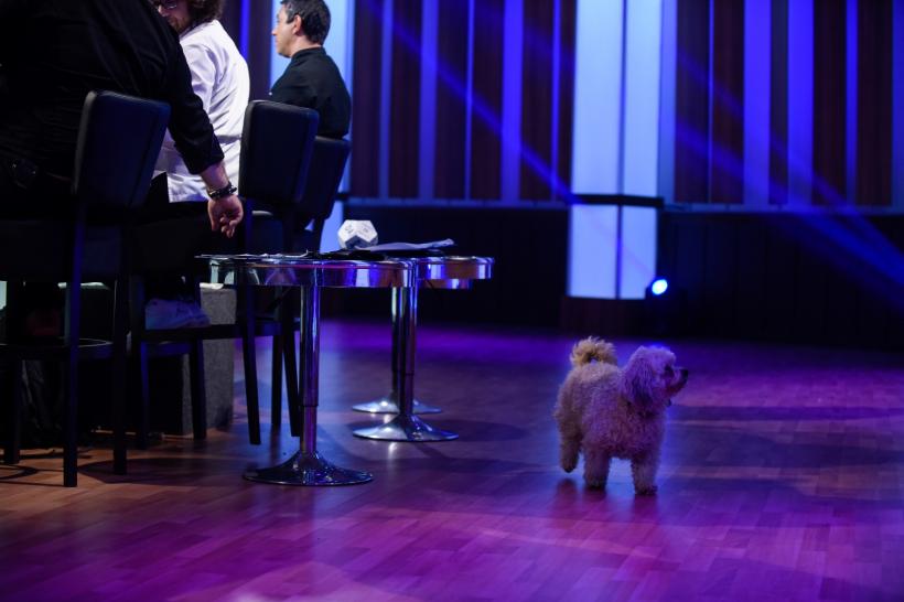 „Chefi la cuțite”, un nou record de audiență! Marți de la 20.30, personaje de poveste vin în fața juraților 18568647