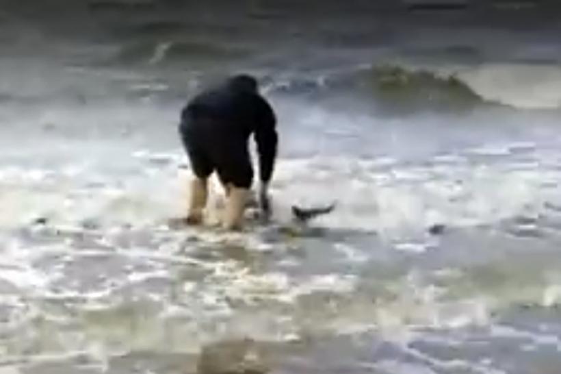 VIDEO - Un bărbat a înfruntat marea rece ca gheaţa pentru a salva un pui de delfin