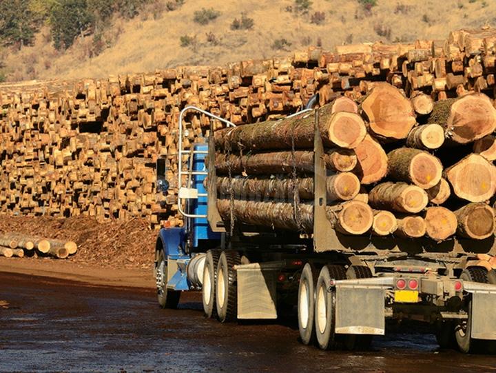 Tot mai multe camioane care transporta ilegal lemn sunt confiscate