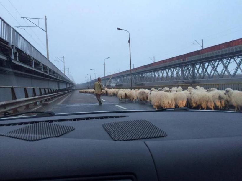 Transhumanţa pe Autostrada Soarelui. Un cioban a ales asfaltul pentru oile sale