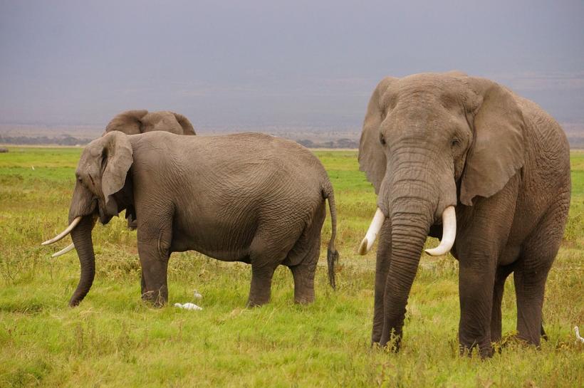 Elefanţii pot rezista şi 46 de ore fără somn