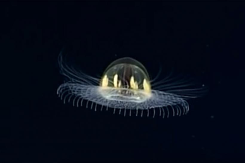 VIDEO - O meduză care seamănă cu un OZN, filmată la 3.000 de metri adâncime în Oceanul Pacific