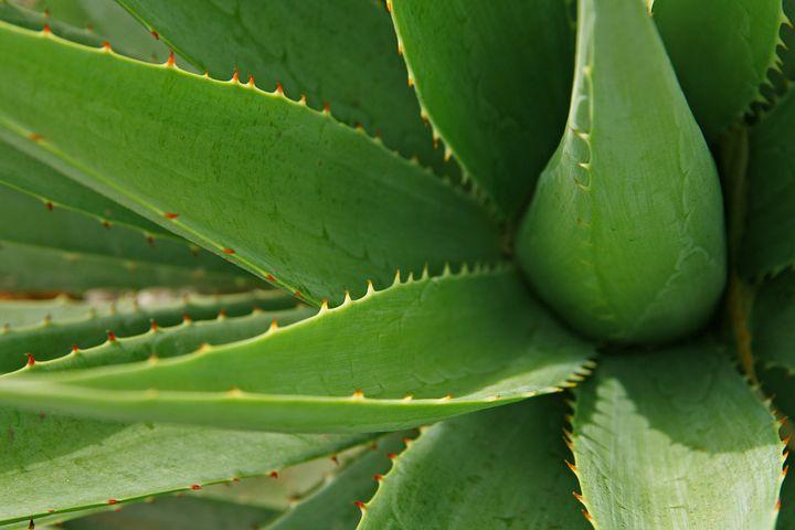 Aloe vera, adevăratul miracol din antichitate