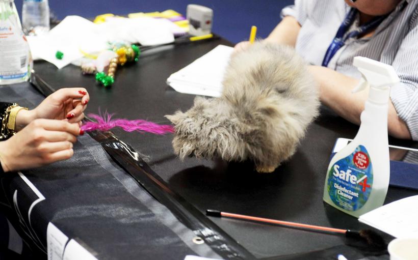 GALERIE FOTO. Bucharest Pet Exhibition. Parada pisicilor și câinilor 18569944