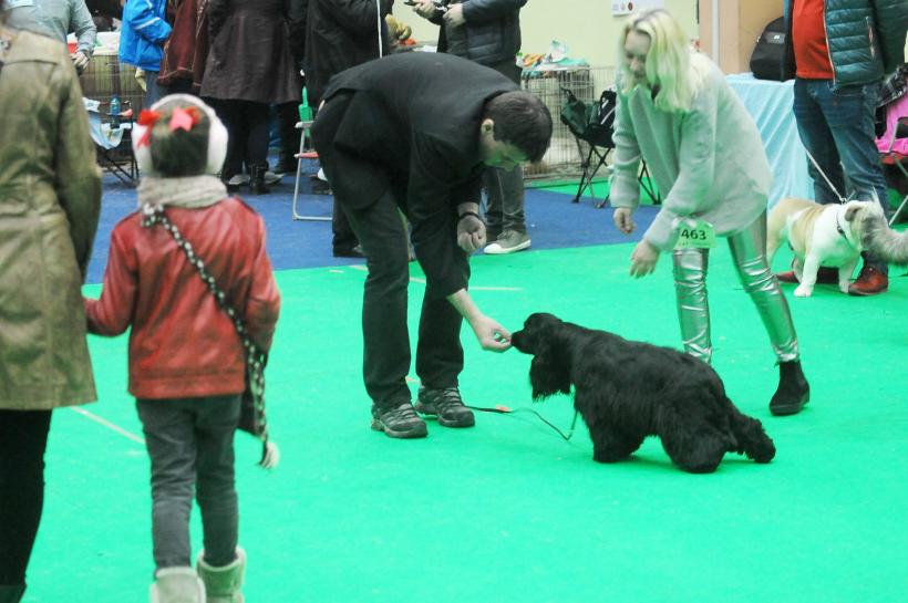 GALERIE FOTO. Bucharest Pet Exhibition. Parada pisicilor și câinilor 18569946
