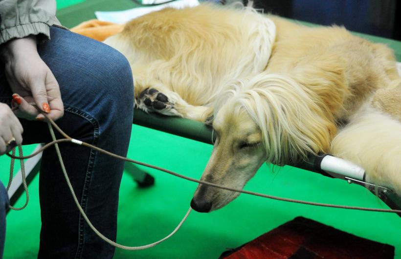 GALERIE FOTO. Bucharest Pet Exhibition. Parada pisicilor și câinilor 18569947